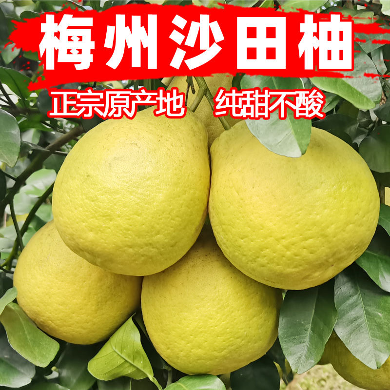 20斤30斤50斤正宗梅州沙田柚纯甜无酸现摘现发当季新鲜孕妇水果