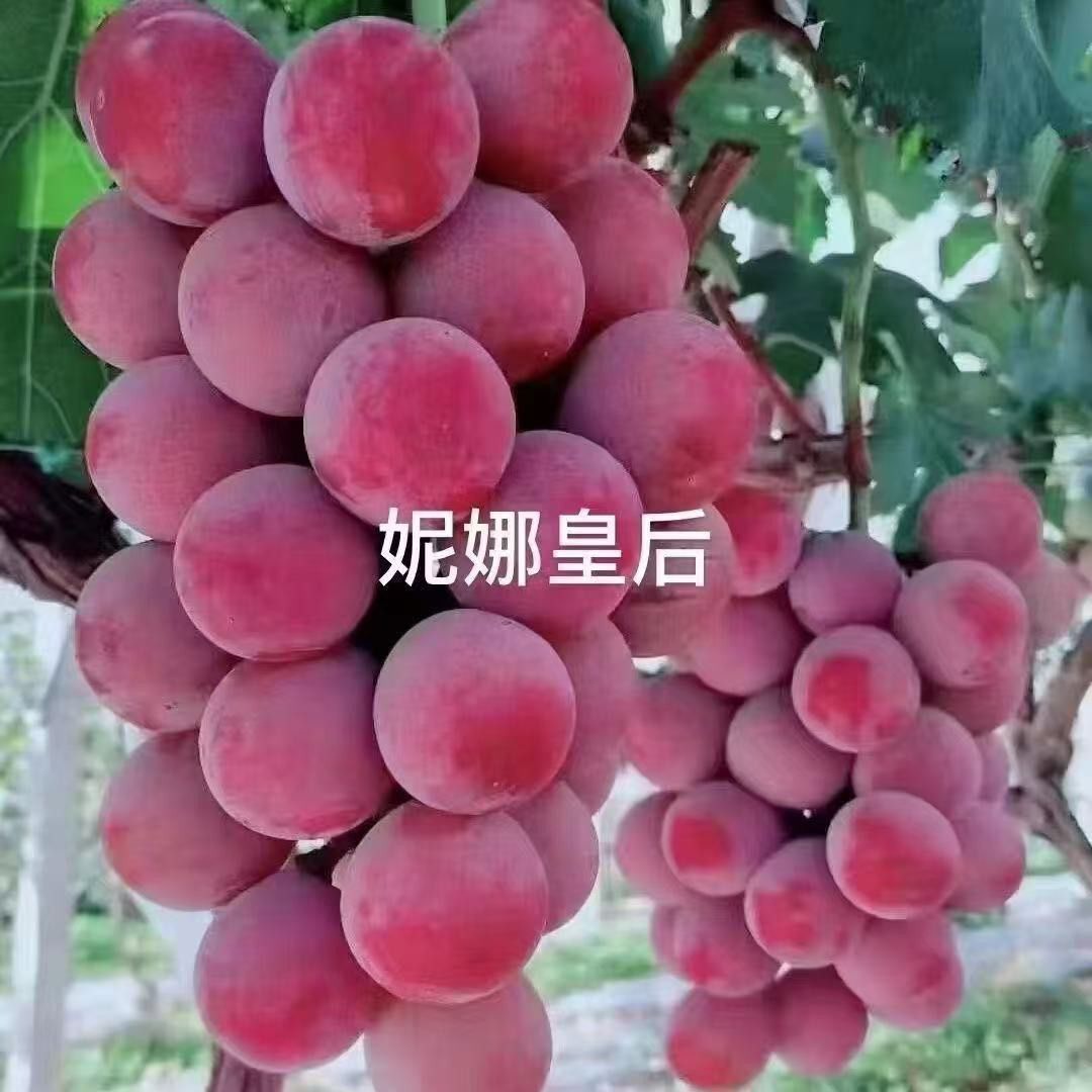 葡萄树苗盆栽地栽阳台庭院南北方种植