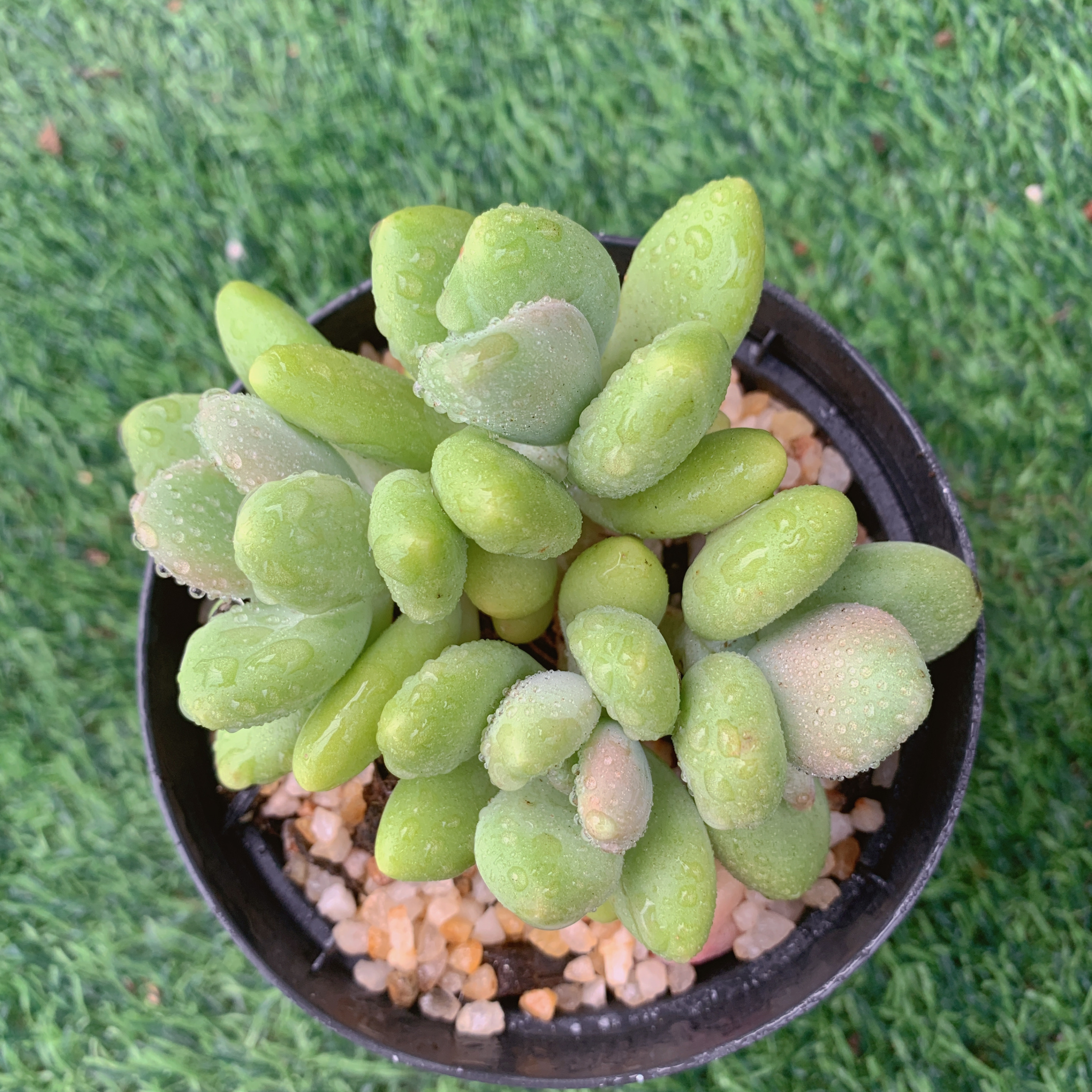 芒果奶6-8CM【花界草堂】精品多肉阳台盆栽新手易养一单包邮