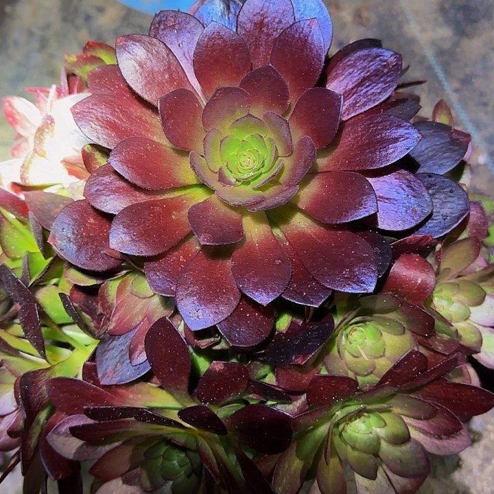 精品桃花石捧花亏本福利