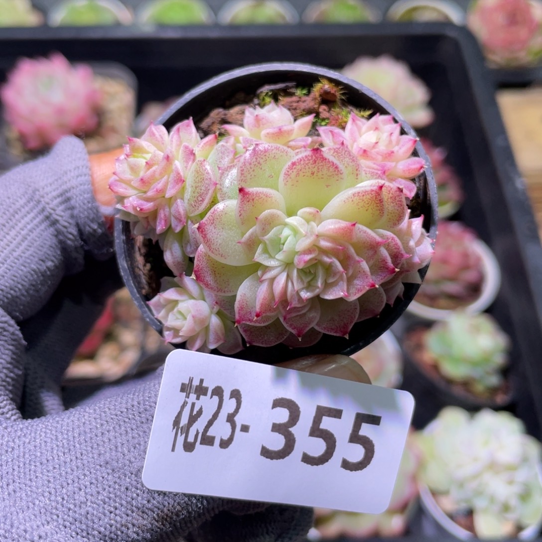 花利美23-355麦秆群