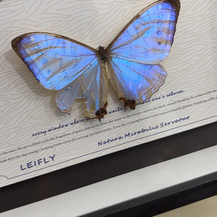 三***雨蝴蝶标本定制927@