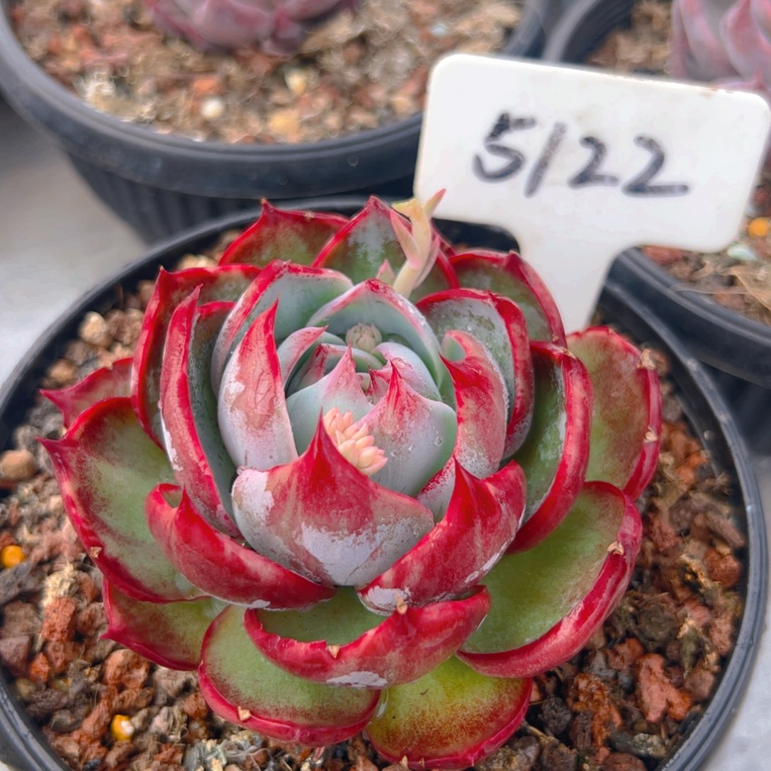 惊鸿仙子一物一拍5122号