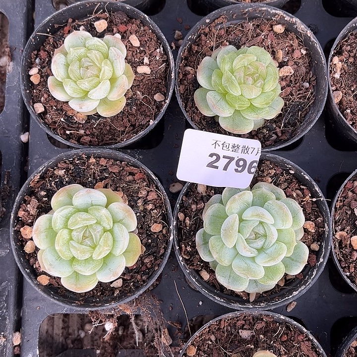 阿雅园艺。      2796白恋四颗出心