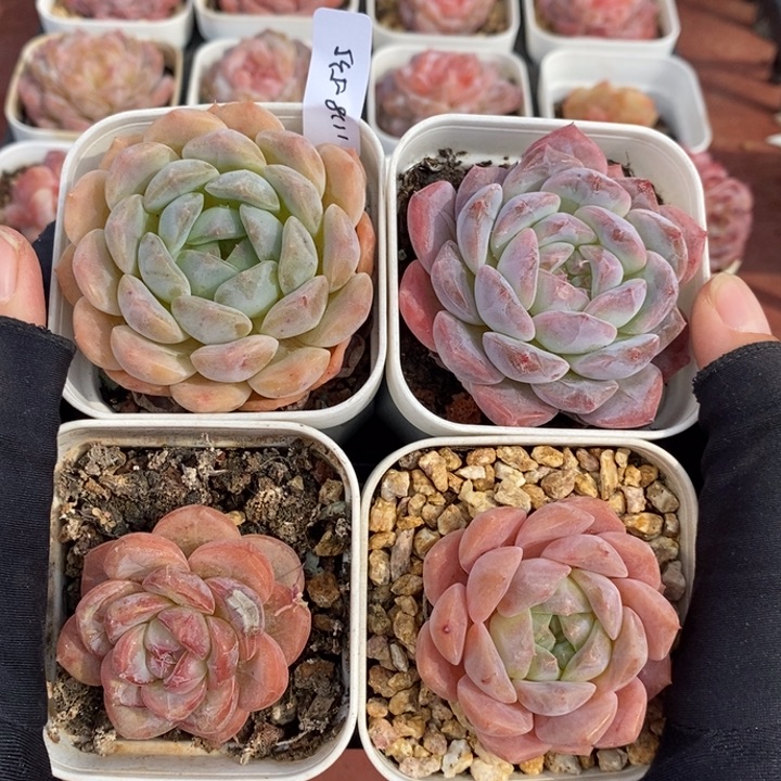 1128-535。4个组合