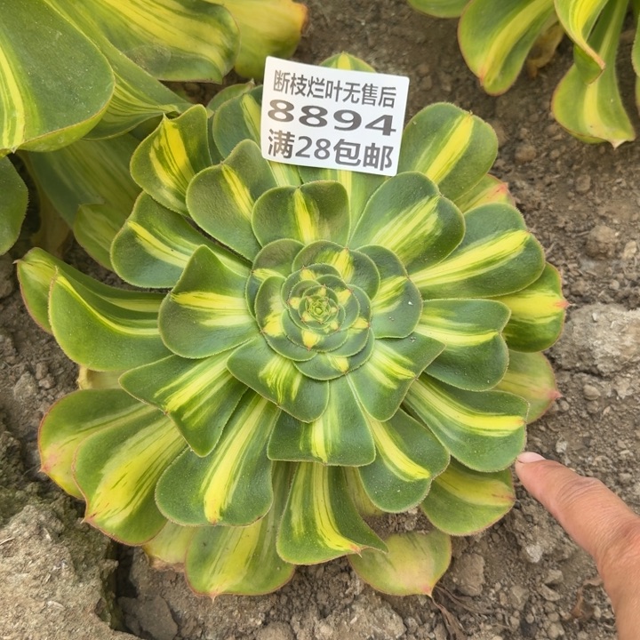 8894暴君多肉三号棚O