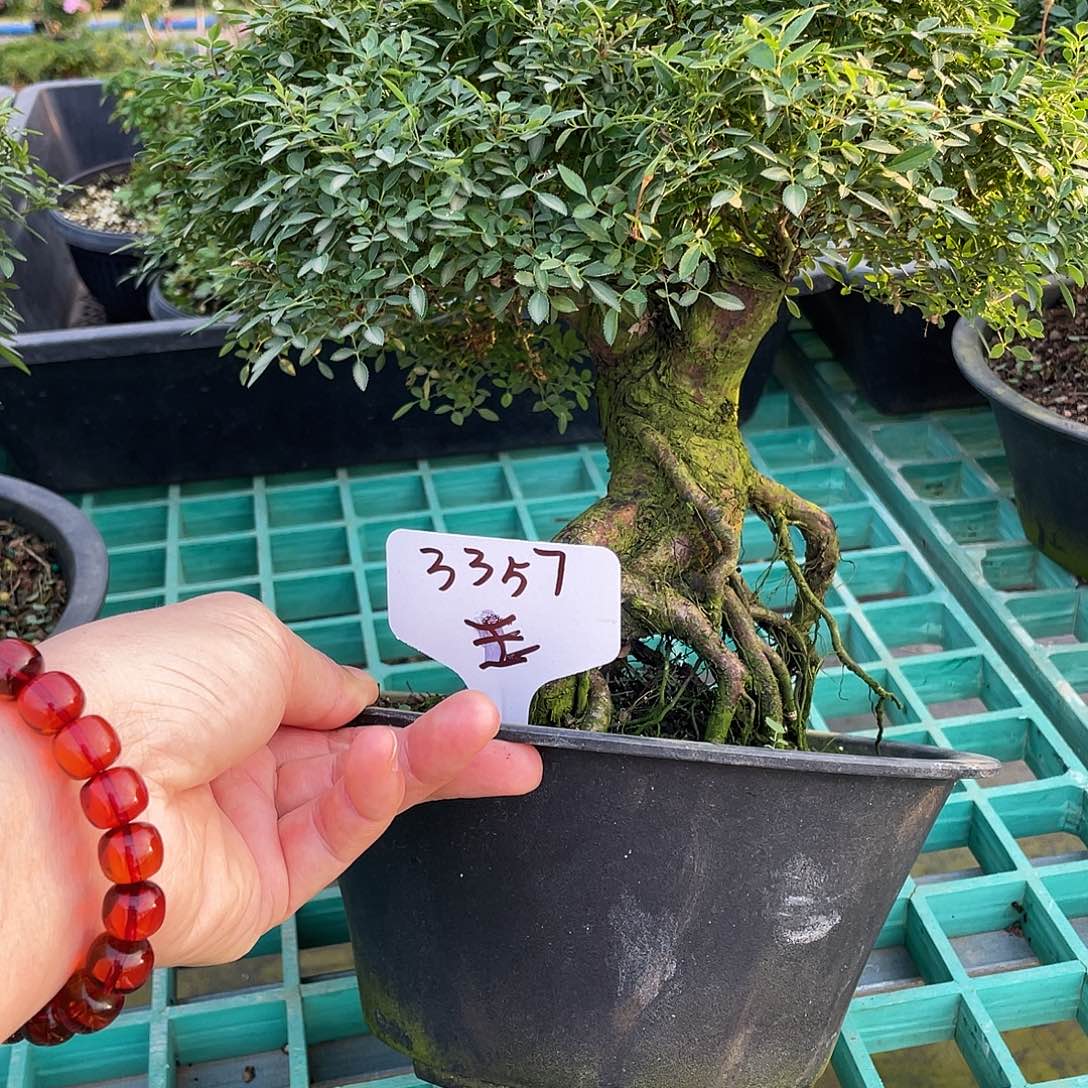 完全开放提根姬乙女