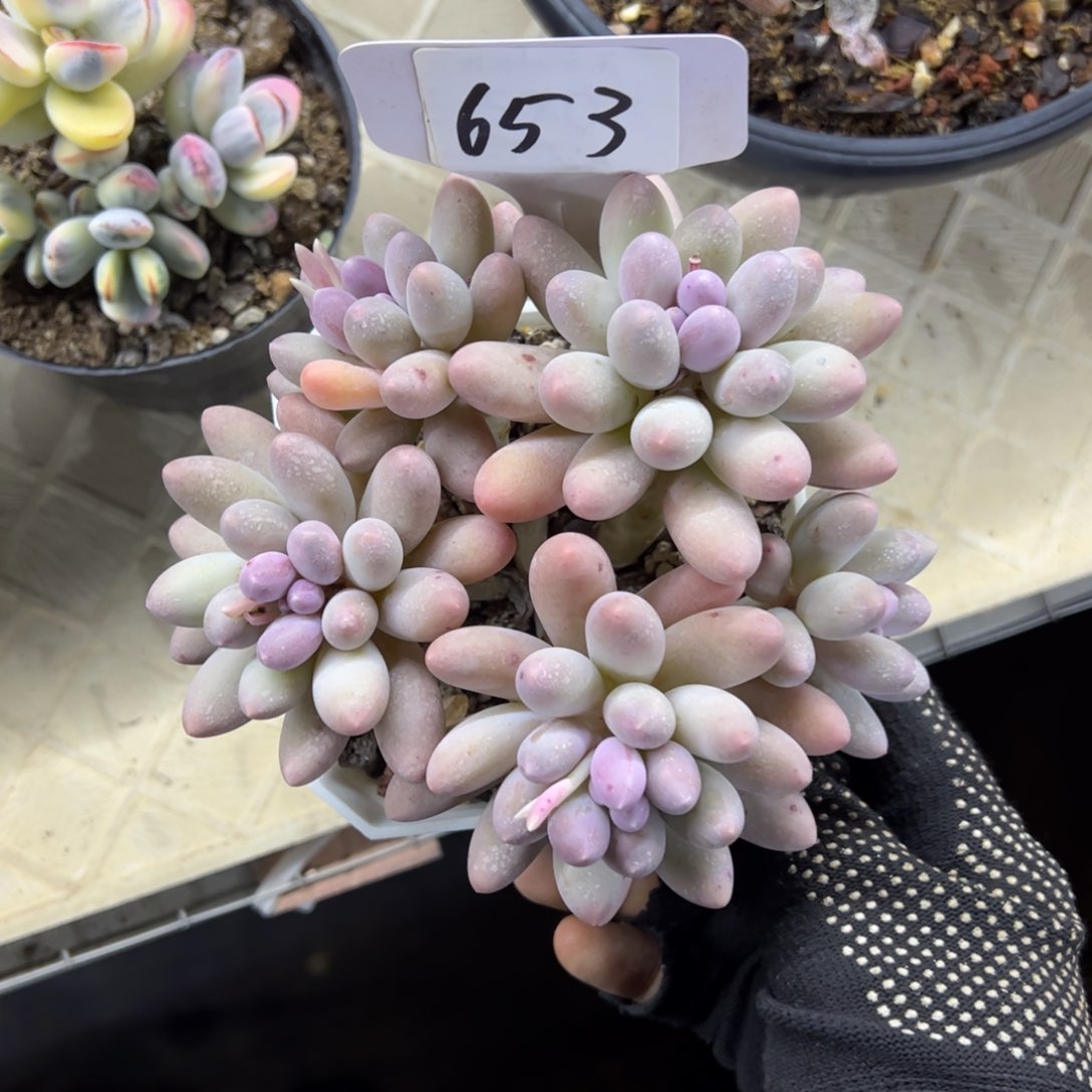 红陶653号多肉植物