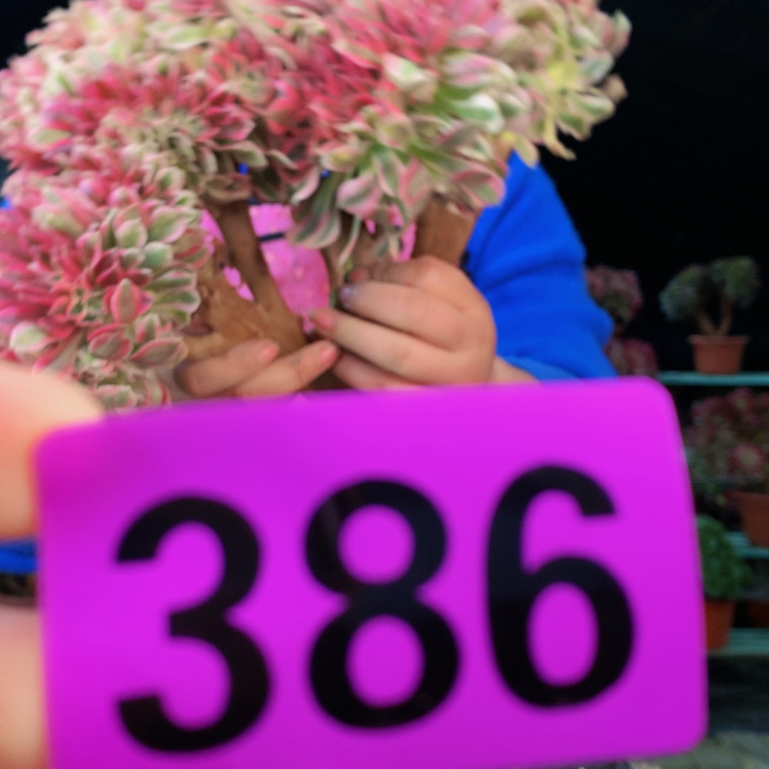 ssssssssssssssssssssss386