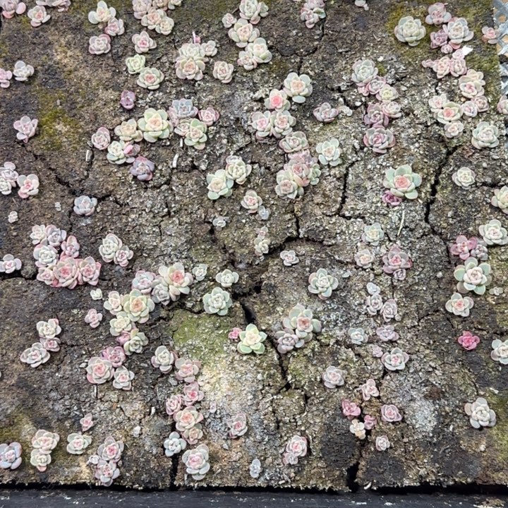 69号王者系列多肉一框