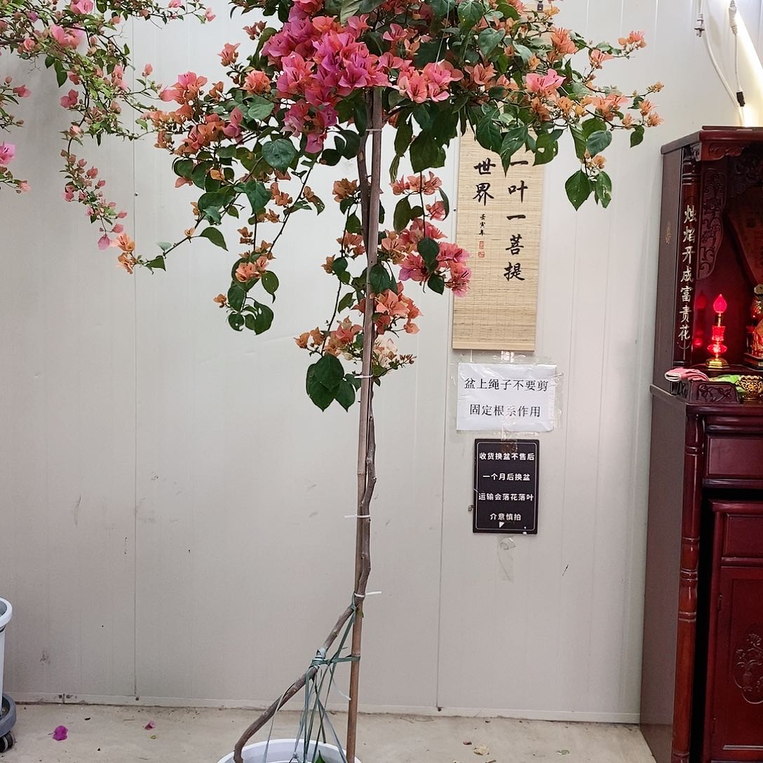 大部分花苞少量开放