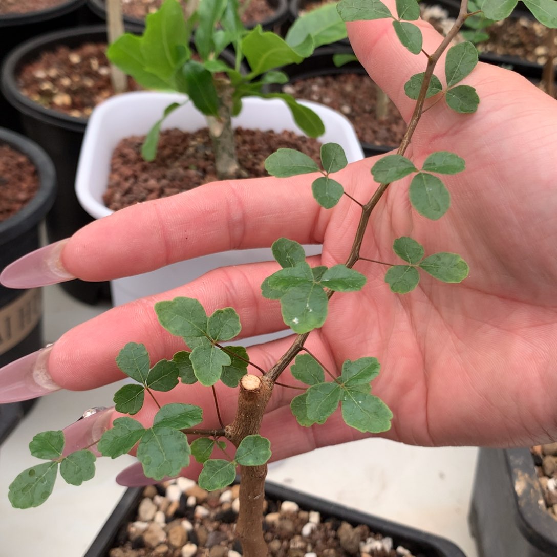 波叶橄榄带盆发货