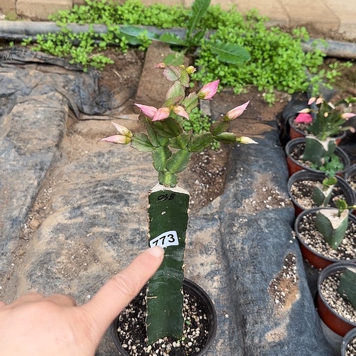 773嫁接蟹爪兰：038