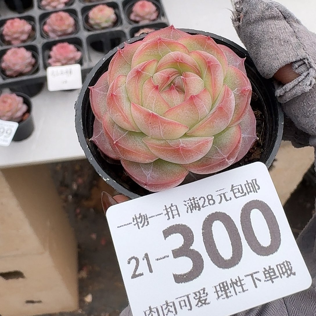 钻石糖无盆土发货