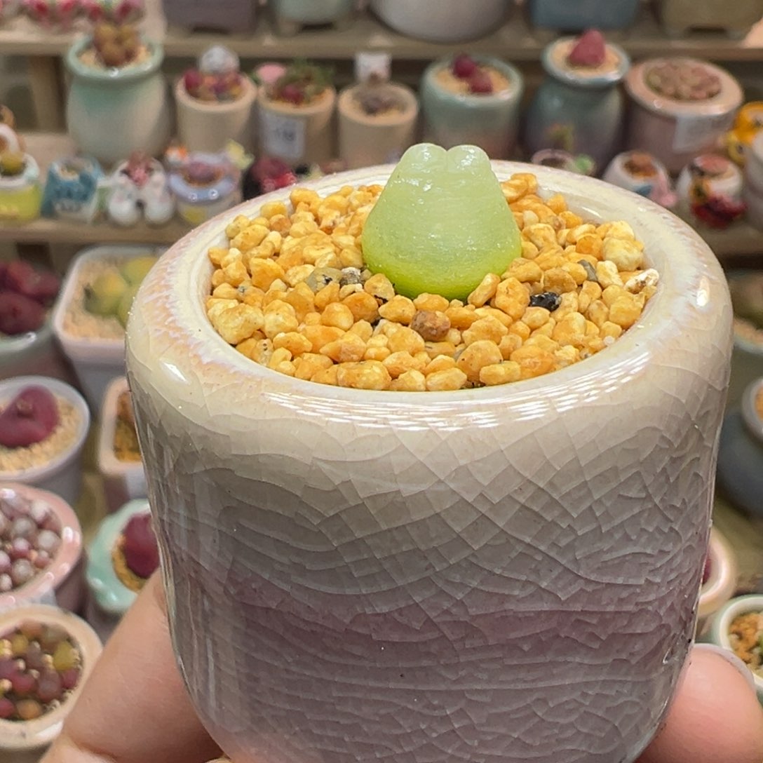 多肉植物149号拉登