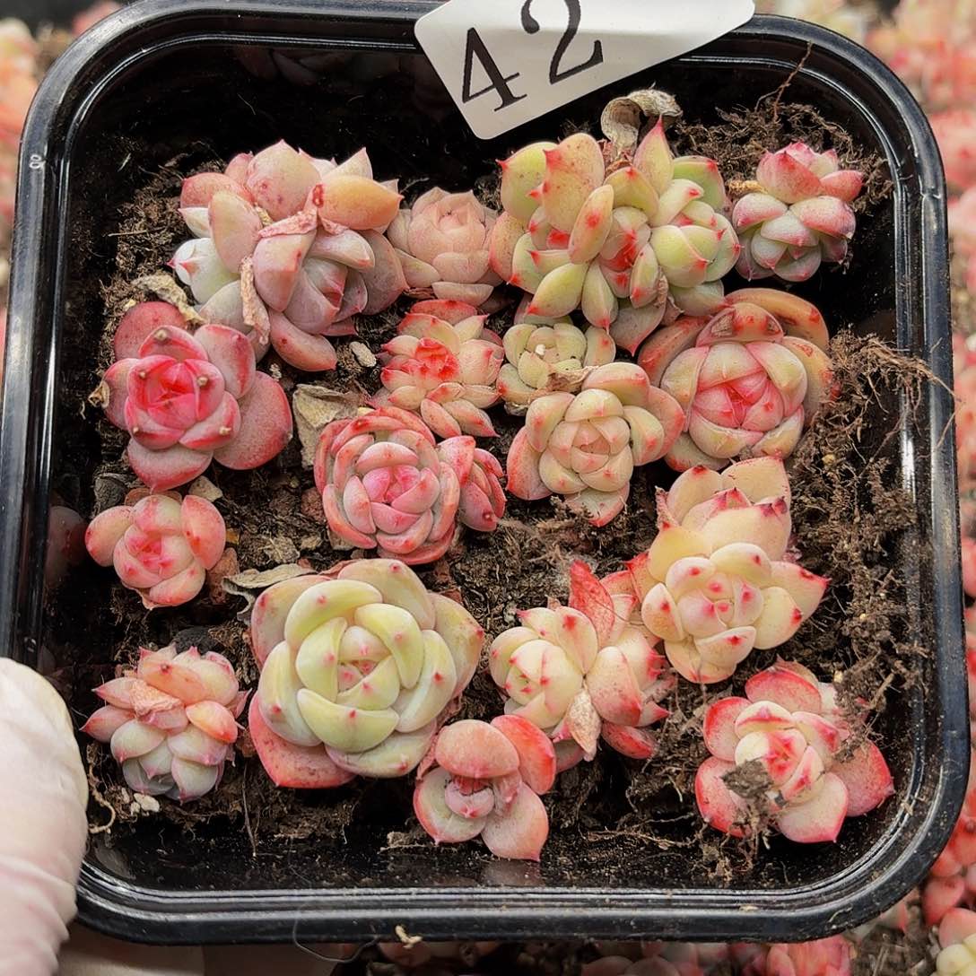 多肉植物多肉植物42