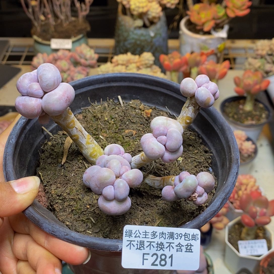 281芭比奶多肉8c m