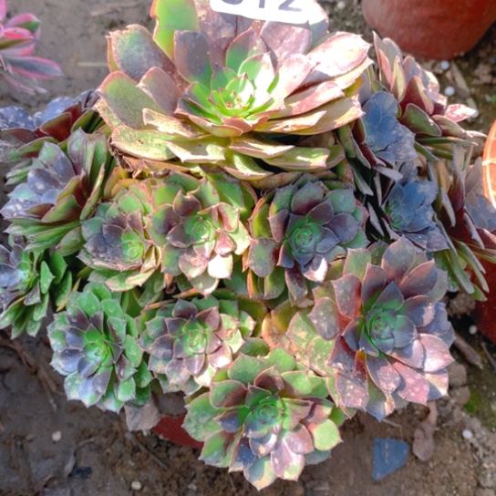 无花朵812多肉植物桃花石