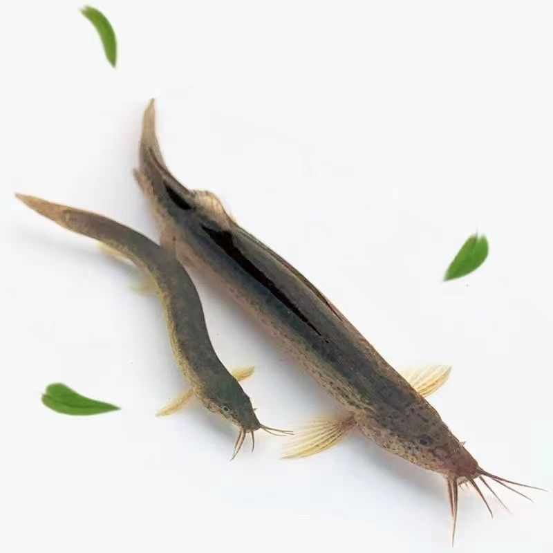 鲜活泥鳅喂鱼垂钓喂龟当地青鳅筏钓诱饵打窝