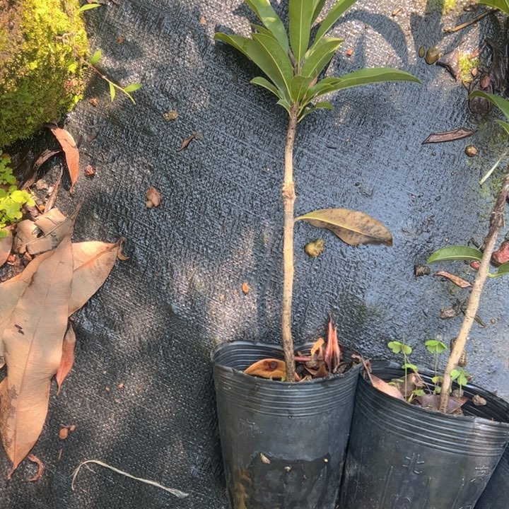 ：***看金钻凤梨36659967589867