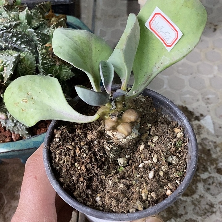 完美主义者勿拍蛮鬼塔010358