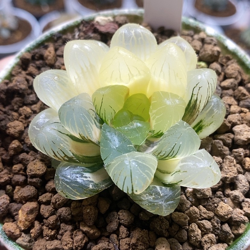 【闪购商品】山*-247实生脱土发