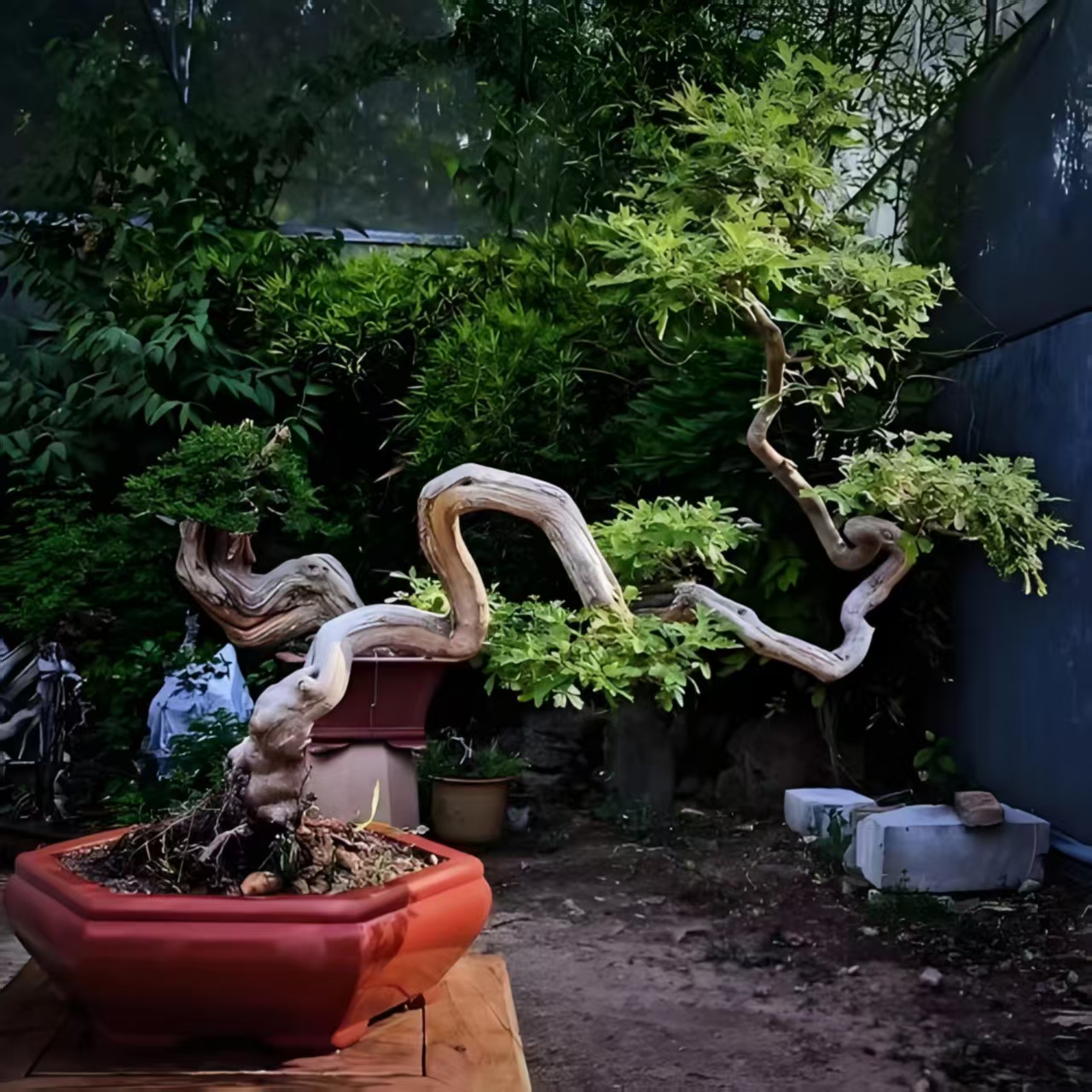 太行山小叶崖荆盆景老桩