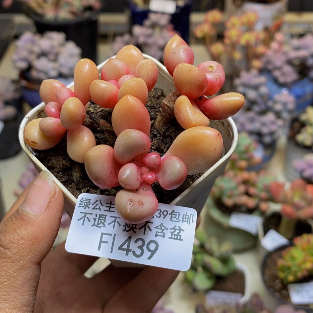 439先锋派多肉5c m