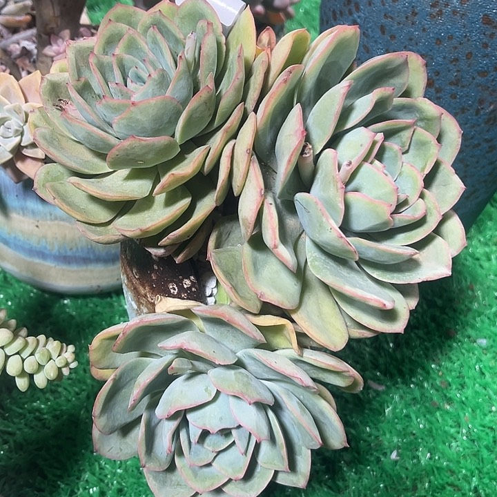 鑫伟多肉橙露2472