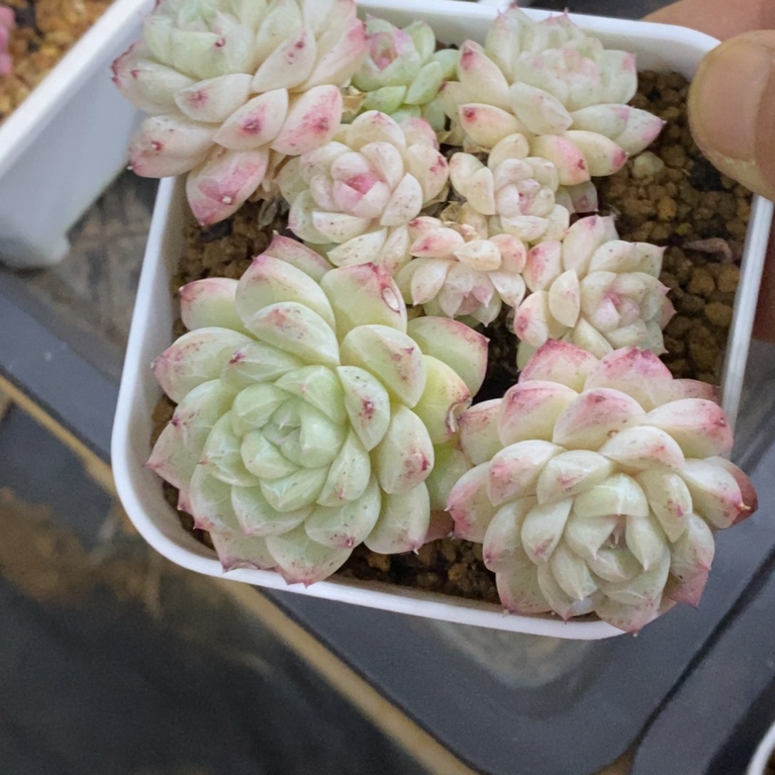 精品多肉一物一拍不包整247