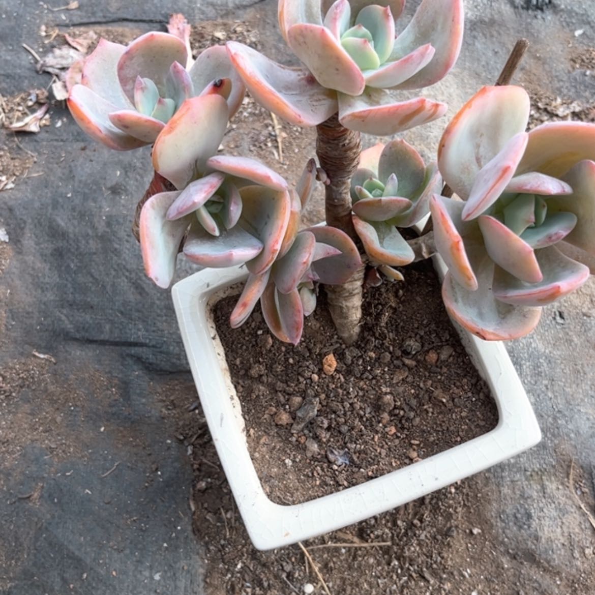 【闪购商品】无花朵小*