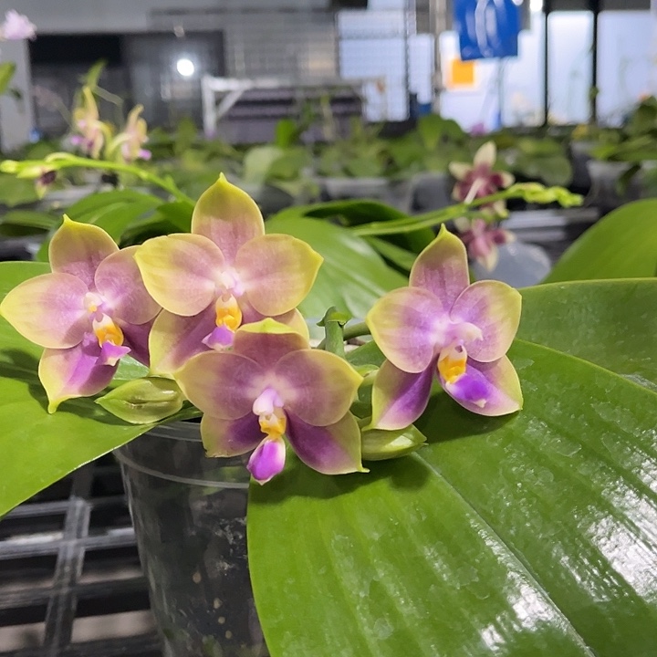 大部分开放少量花苞太美了大捡漏