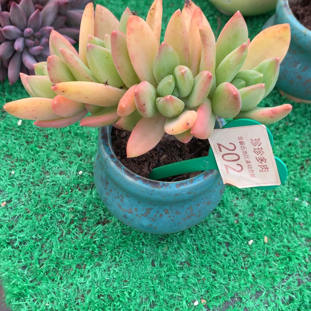 海洋之歌朵朵树一物一拍