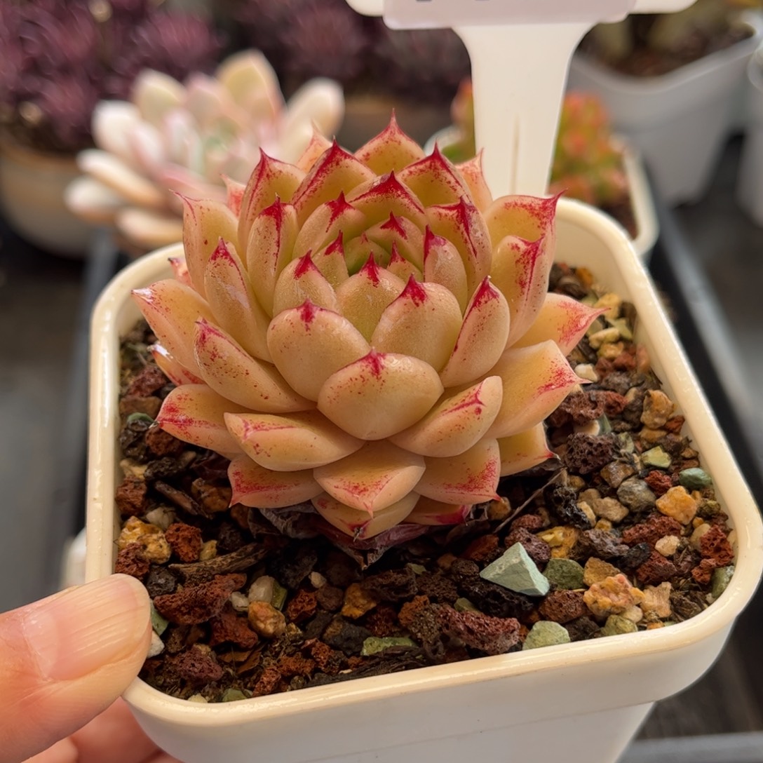 1127 天冷必拍保温箱