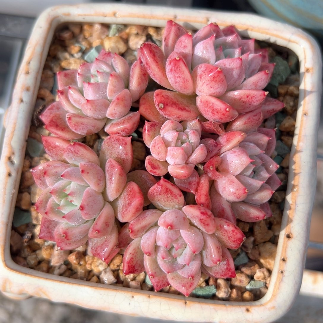 霜花易散（满38包邮）多肉