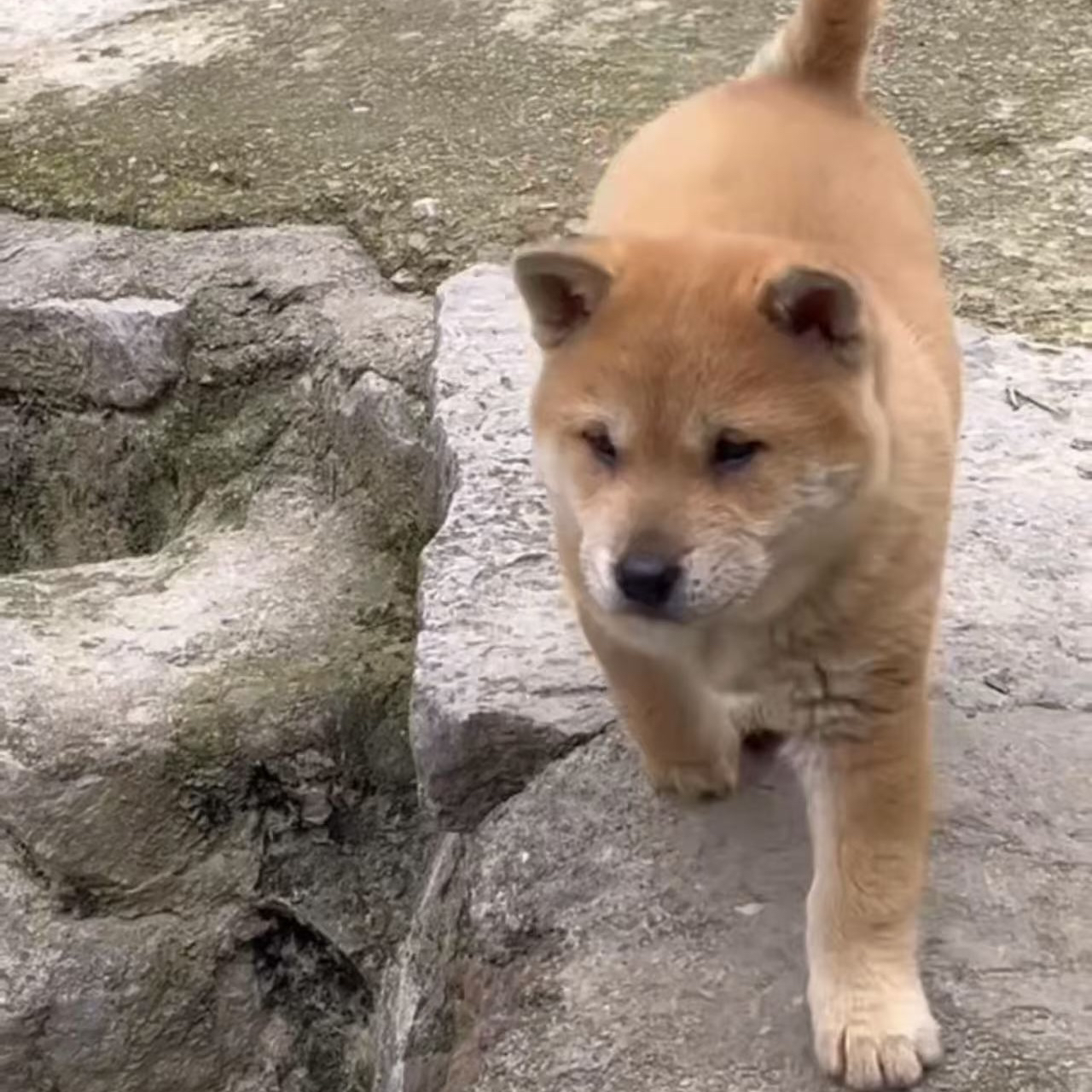 活体宠物狗狗田园犬链接