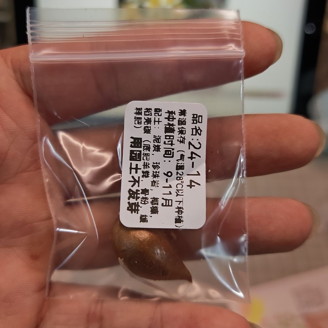 酢浆草早花24-14一颗