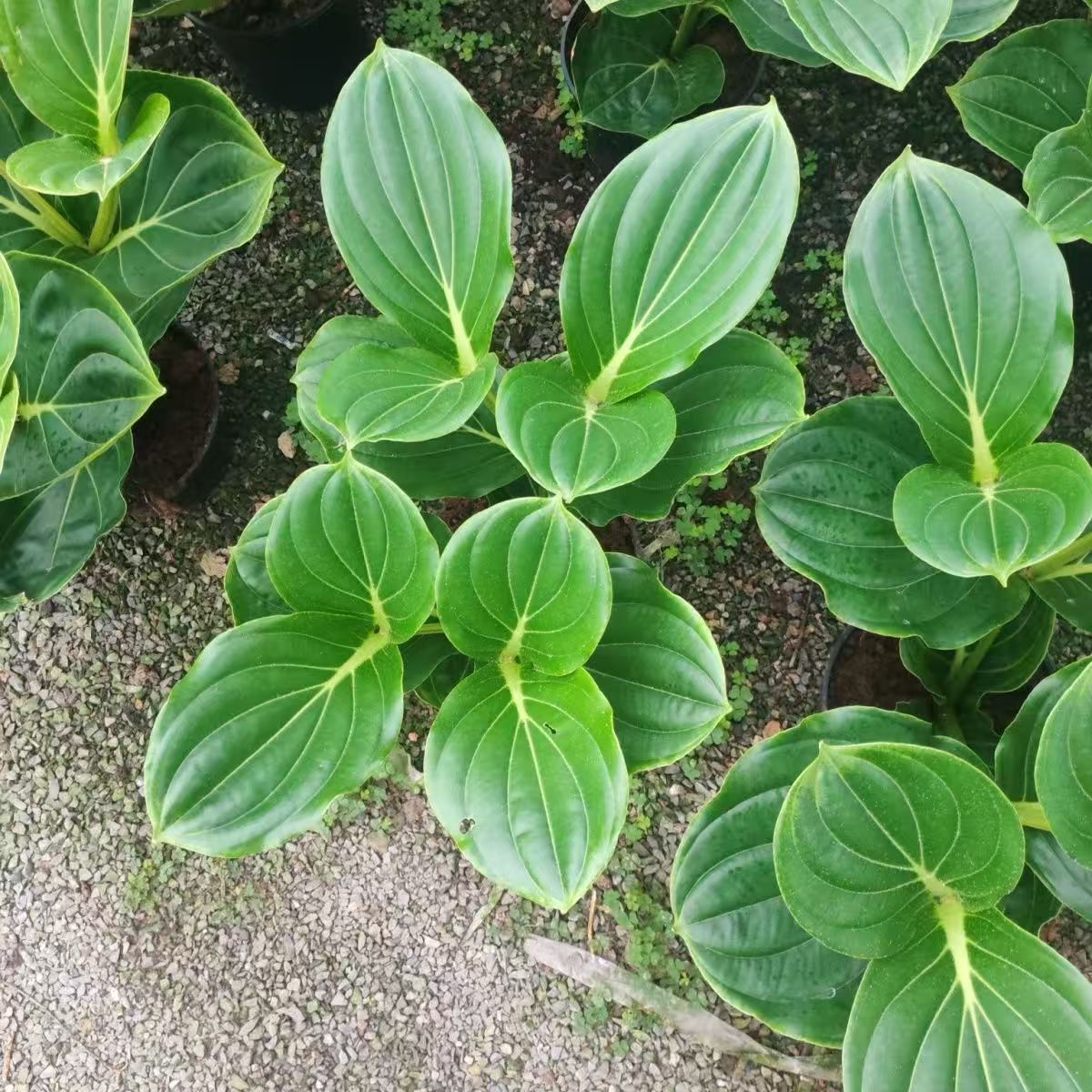 68-98宝莲灯中苗室内花卉盆栽绿植