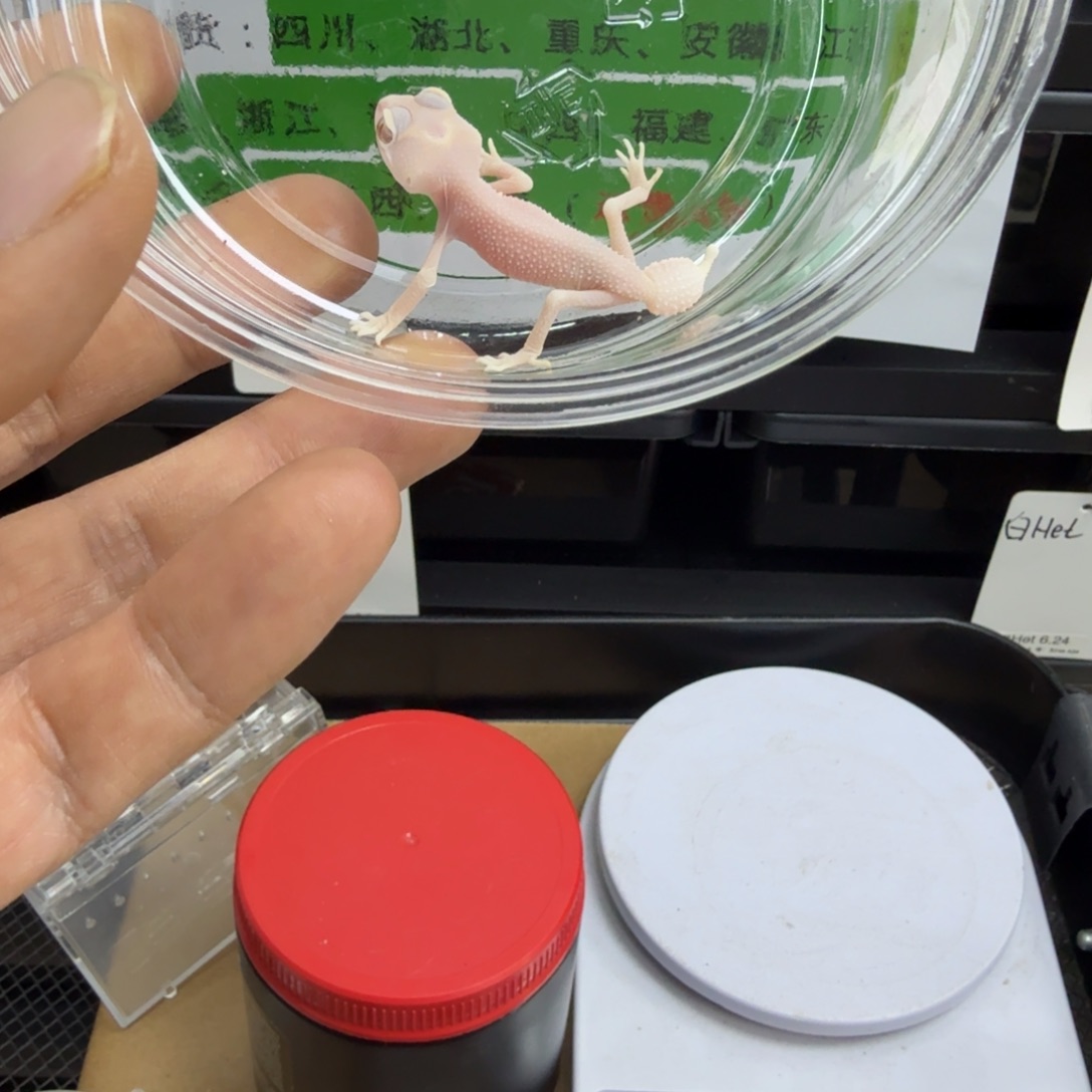 瘤尾守宫白无 1.8g 10月23日生 不包开食