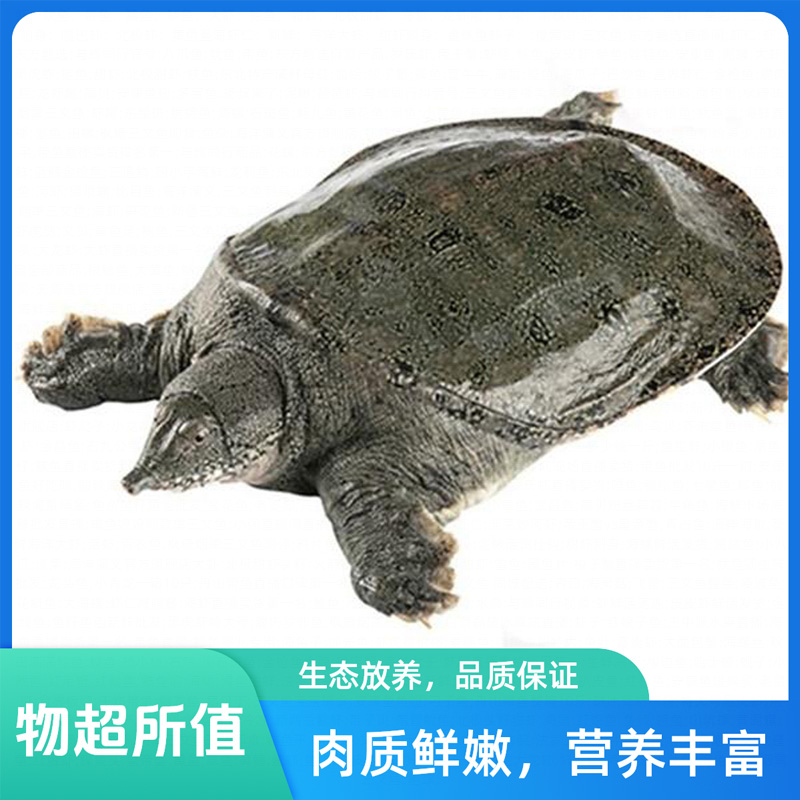 【有机甲鱼】千岛湖正宗有机甲鱼自然生态甲鱼顺丰鲜活到家斤炸鱼