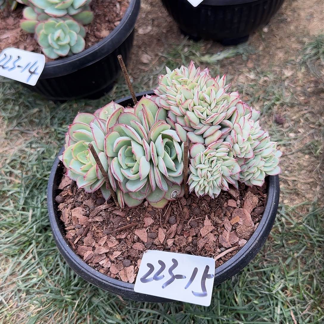 223-15牡丹亭缀多肉