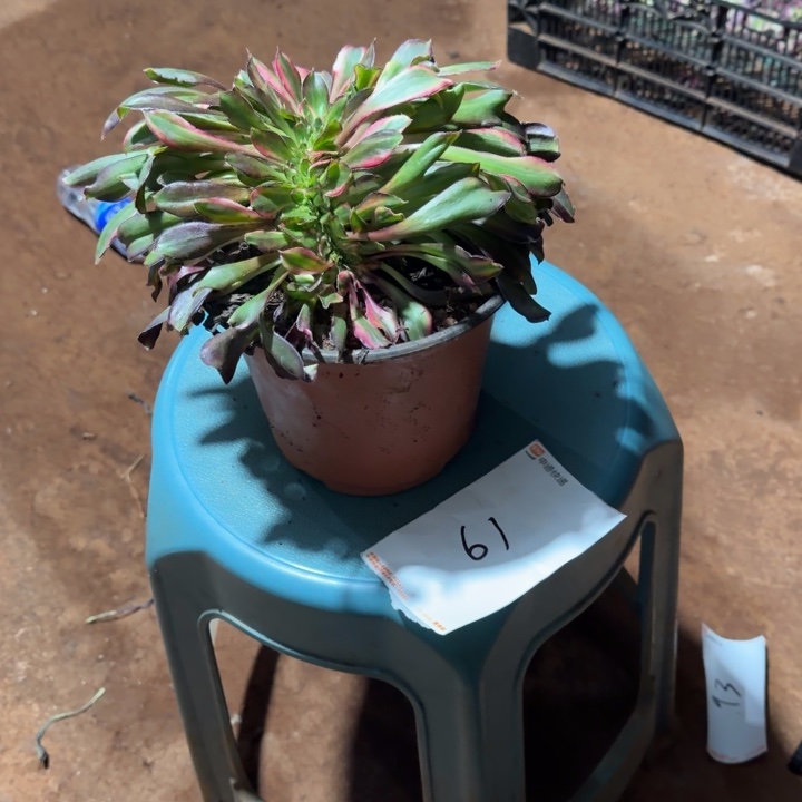 一***你花蝴蝶缀化啊啊啊啊