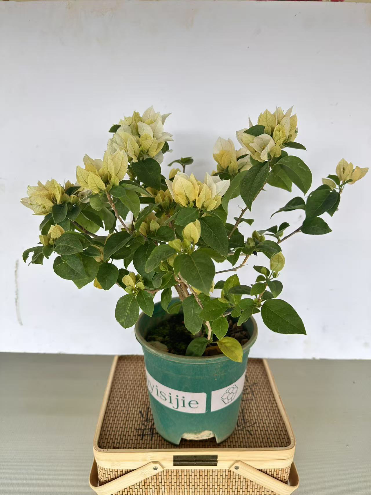 《苏瓦娜》三角梅树苗四季开花耐寒耐热室内庭院盆栽花卉