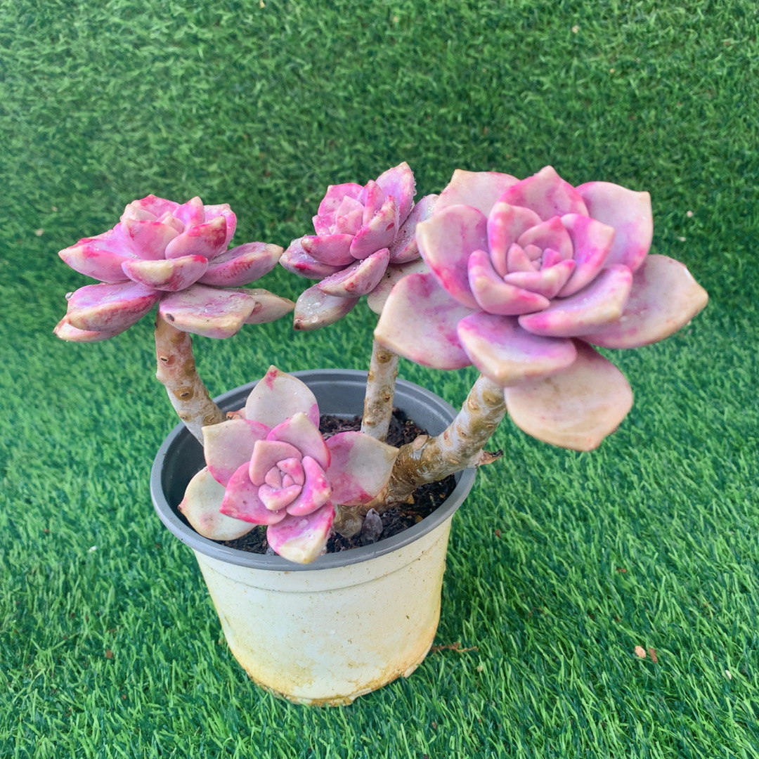 紫乐群12-16CM【花界草堂】精品多肉 阳台盆栽 一单包邮