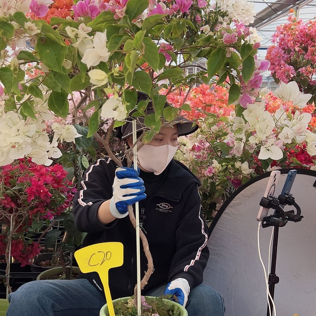 嘻***嘻大部分花苞少量开放C20红樱