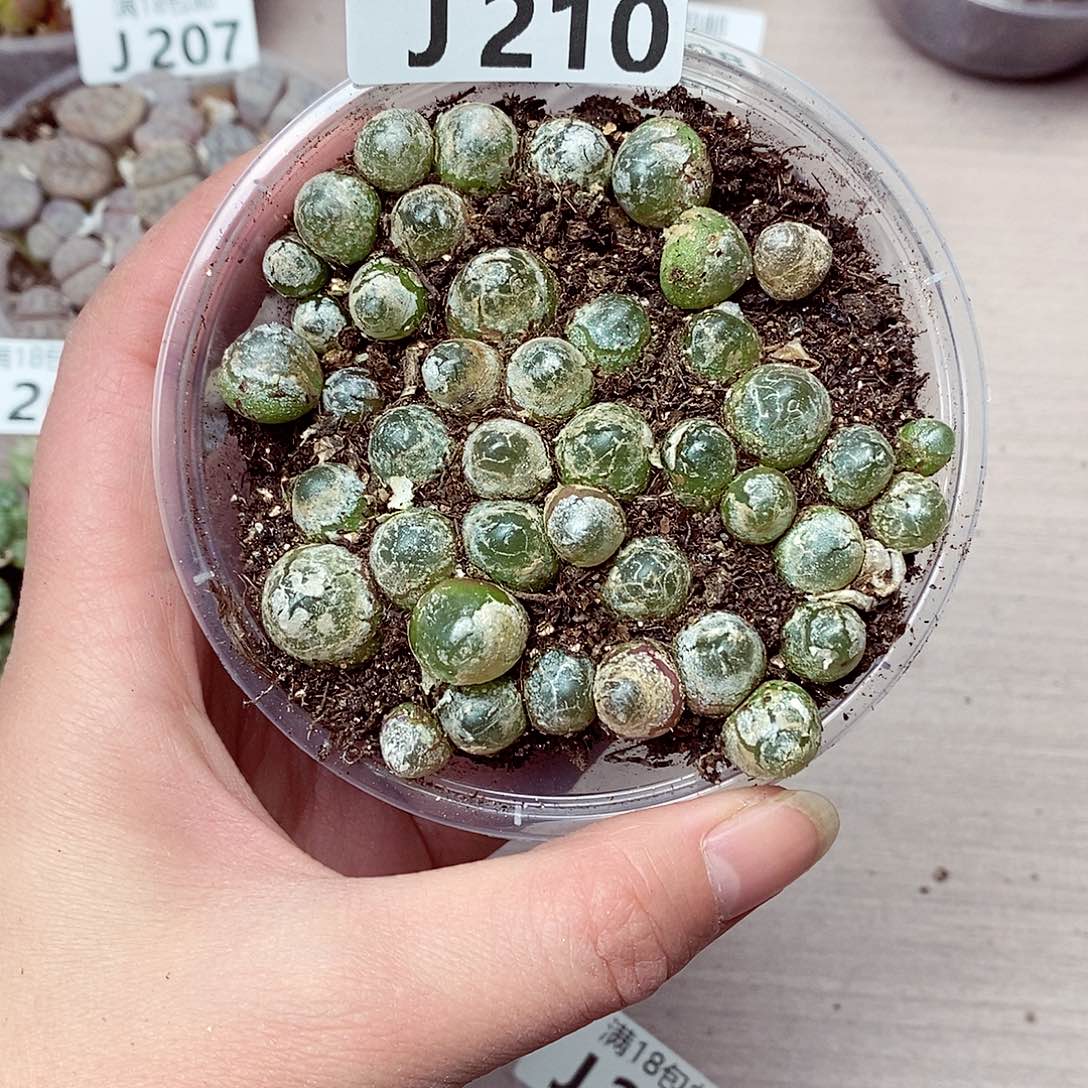 210啦咯啦咯哦啦啦