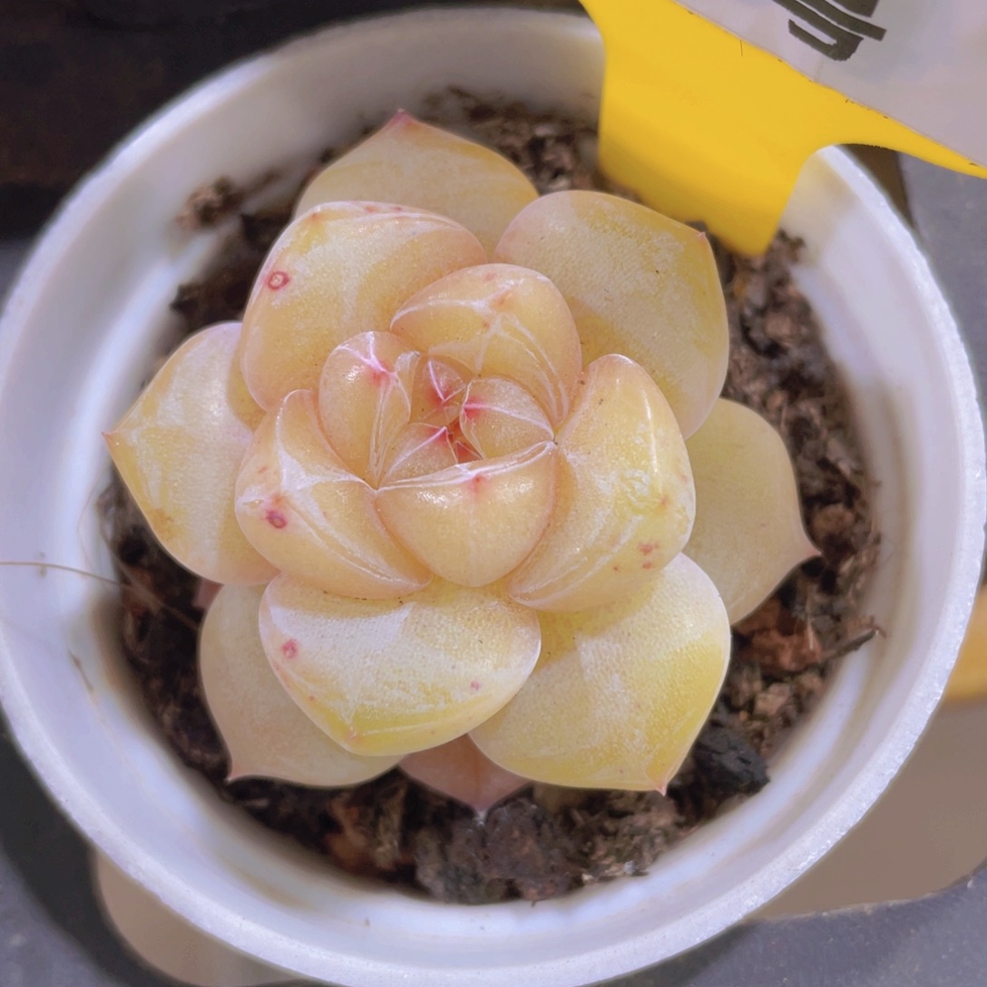 95号 珍妮糖心孤品多肉