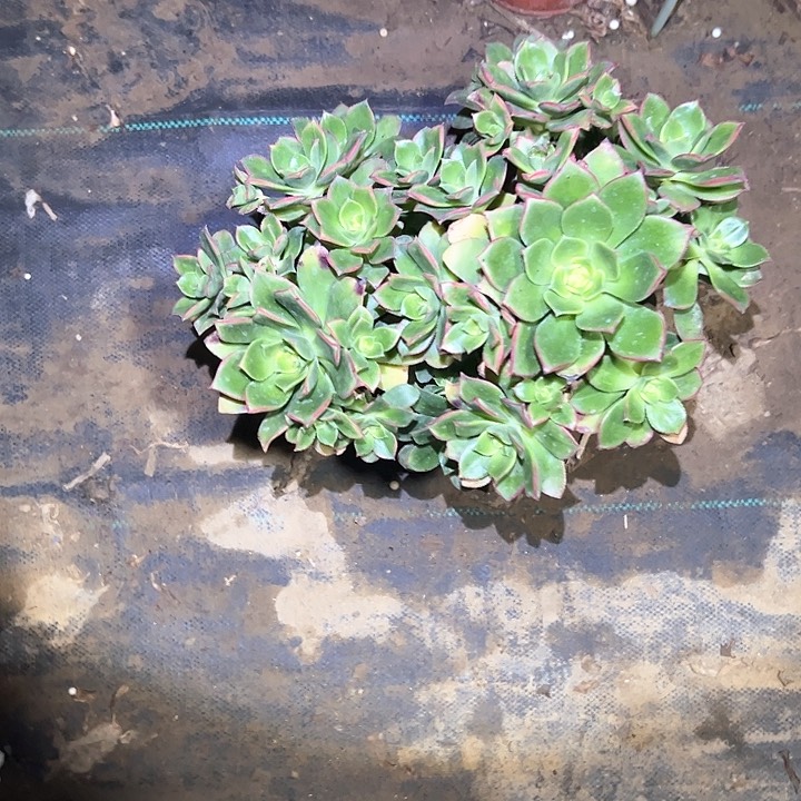 法师植物链接不售后65