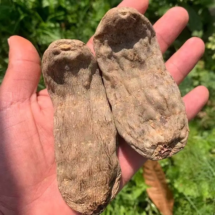 乌天麻干货小草坝乌天麻深山采挖无硫干净天麻个枸杞煲汤 T7