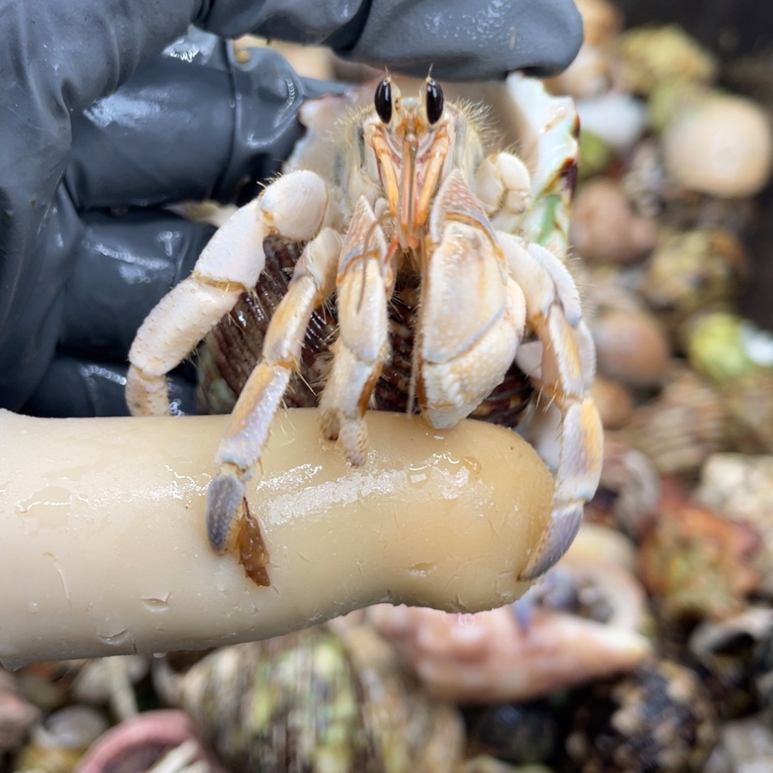 不退不换活体宠物99